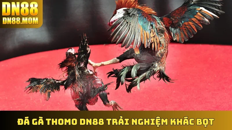 Đá Gà Thomo DN88 trải nghiệm khác bọt